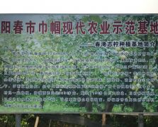 源自阳春农业基地
