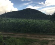 2018阳春志柠农业基地