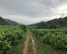 2018阳春志柠农业基地