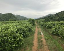 2018阳春志柠农业基地