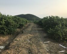 2018阳春志柠农业基地