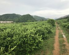 2018阳春志柠农业基地