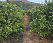2018阳春志柠农业基地