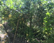 2018阳春志柠农业基地