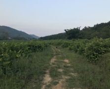 2018阳春志柠农业基地