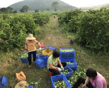 辛勤工作的村民们