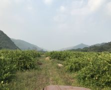 2018阳春志柠农业基地