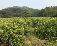 2018阳春志柠农业基地