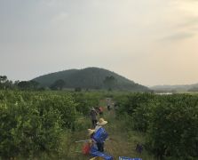 2018阳春志柠农业基地