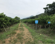 柠檬果场