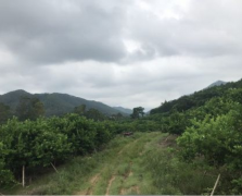 柠檬果场