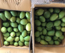 鲜柠檬批发