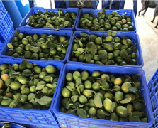 大量鲜果
