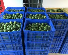 大量鲜果