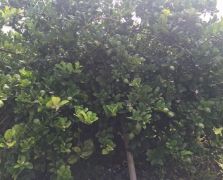 种植场地
