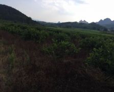 台湾四季香水柠檬