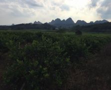 台湾四季香水柠檬