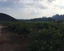 台湾四季香水柠檬