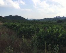 台湾四季香水柠檬