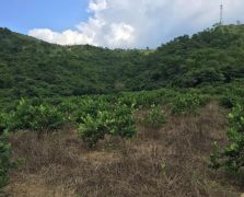 台湾四季香水柠檬